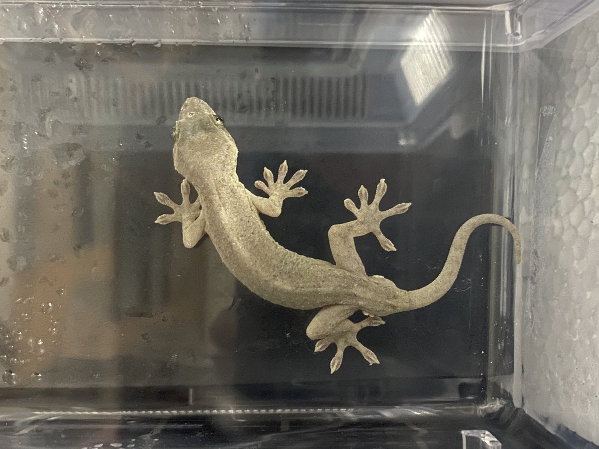 井の中の蛙の人 っ マメヅタにカビが生えた 多湿過ぎたか