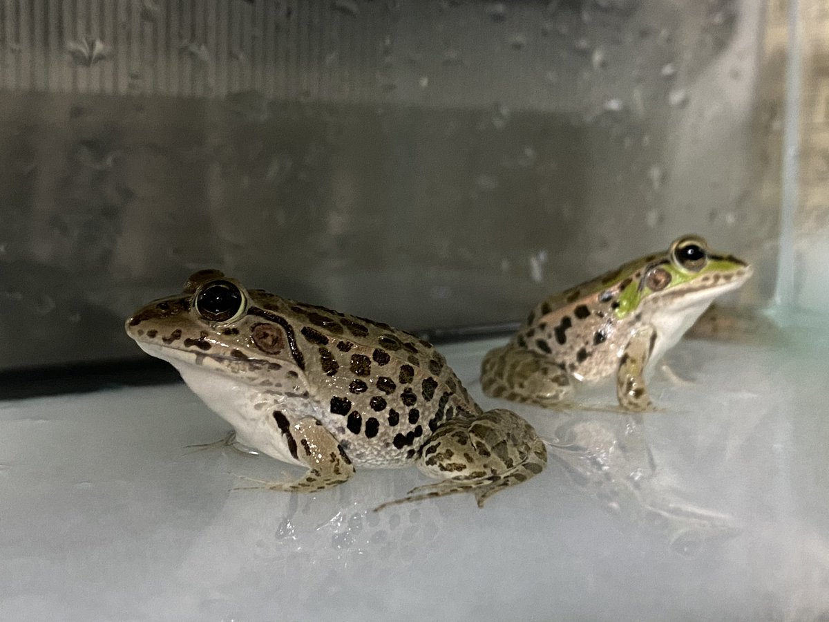 井の中の蛙の人 っ マメヅタにカビが生えた 多湿過ぎたか