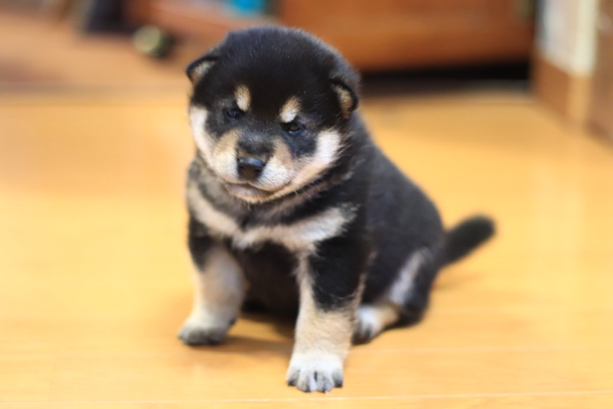 黒柴りつ 黒柴すみ 気持ちキリッと 今日の子犬 黒柴りつ 黒柴すみ 気持ちキリッと 今日の子犬