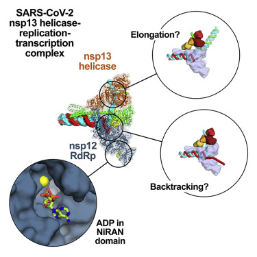 Our #CryoEM c-flats were used by Chen et. al. hubs.ly/H0Bf8CQ0 

The Cell article features a unique look into the SARS-CoV-2 Replication Complex hubs.ly/H0Bf8CR0