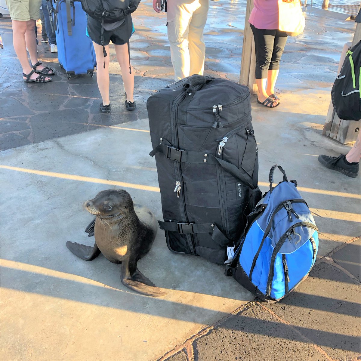 SERCinvasions's tweet photo. #TBT to a recent trip to the #Galapagos for #FoulingProject Coordinator Kristen Larson. When this sea lion pup tried to come home with her, it was very hard to say no. #GetIntoMySuitcase
#FieldWork #Research #TravelForScience
https://t.co/N24A0lgdae
Photo Credit: Kristen Larson https://t.co/yN2PLIgrmA