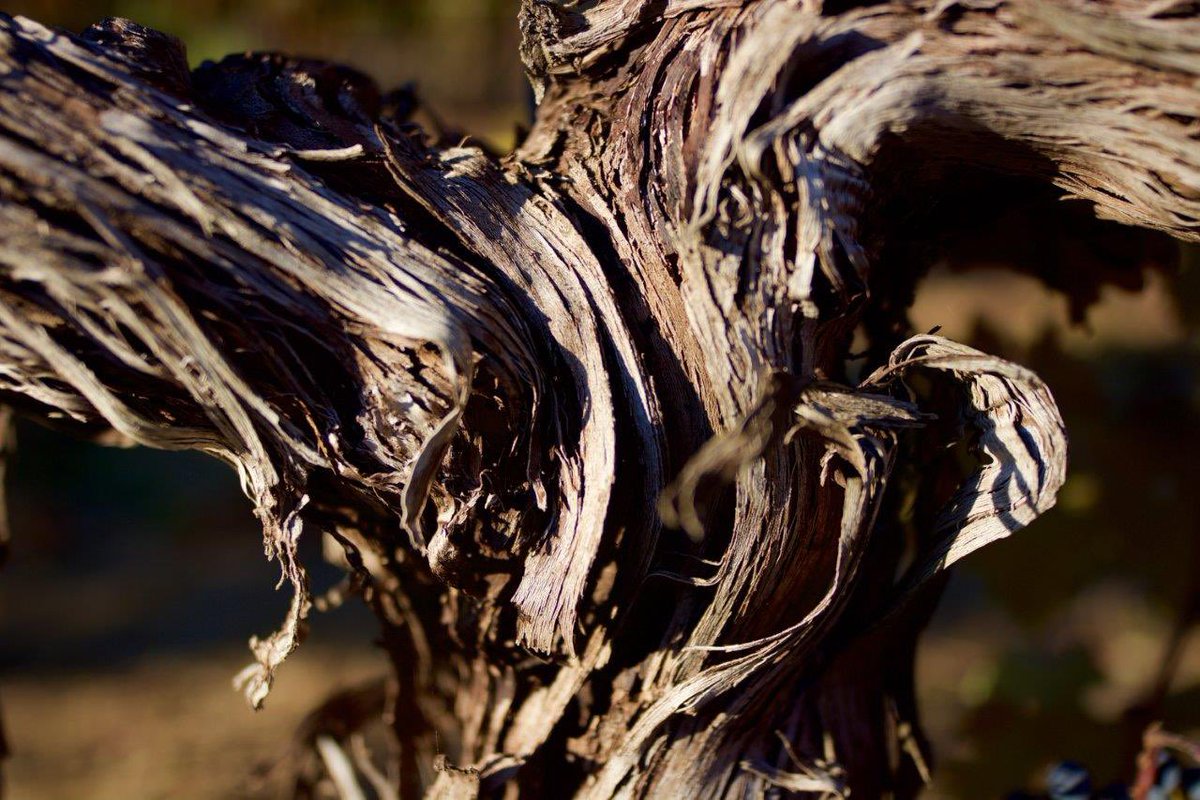 At Pym-Rae, respect for the vines takes precedence over landscaping — the average age is 30 years old which, we believe, is a great benefit.
#tesseronestate #pymrae #nature #vine #vineyard #respect #wine #biodynamicwine #biodynamic #organic #organicwine #cabernetsauvignon #napa