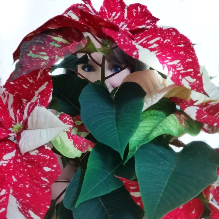 CraftingJones's tweet photo. So, Christmas craziness has led to Hide and Seek 2.0 - Festive Edition! ππ
βοΈ
You'll never find meβ¦ π
#Poinsettia #Christmas #ChristmasFlower #FlorDeNocheBuena #FestiveSpirit #SecretLikeSanta #HideAndSeek #AceHider #Spy #NeverFindMe #Chameleon #Invisible #CloakOfInvisibility https://t.co/4WnB95qViG