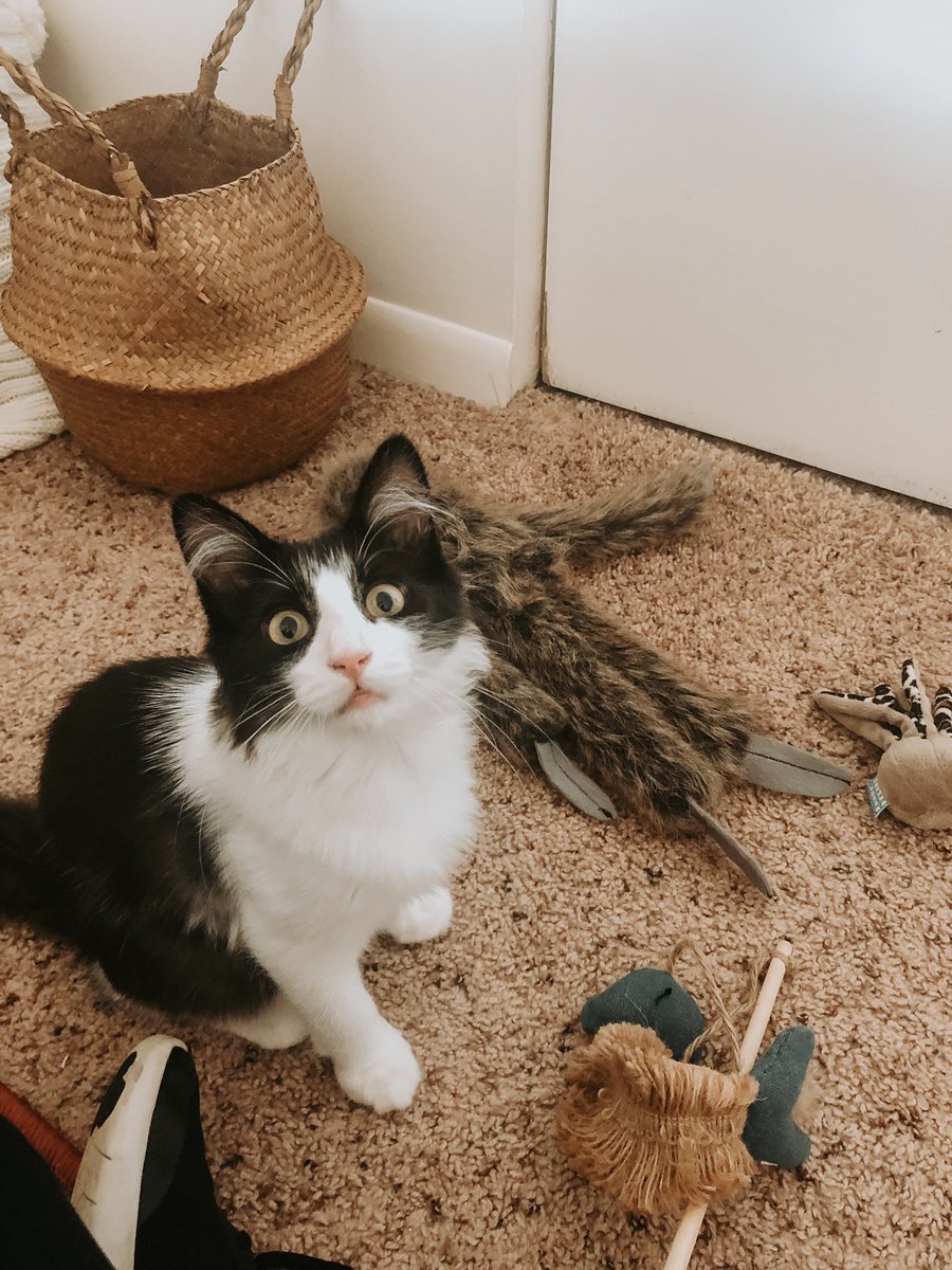 lizzycorbs's tweet photo. enjoy this series of how big my little floof has gotten🥺😭 https://t.co/iKT81qc5w5