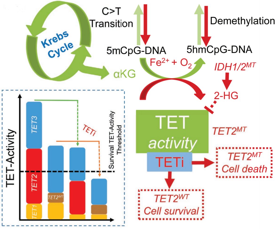 Blood Cancer Discovery (@bcd_aacr) on Twitter photo Just published #OnlineFirst:
A Therapeutic Strategy for Preferential Targeting of TET2 Mutant and TET-dioxygenase Deficient Cells in #Myeloid Neoplasms.
<a href="/CCLRI/">Cleveland Clinic Lerner Research Institute</a> <a href="/ClevelandClinic/">Cleveland Clinic</a> <a href="/leukaemielabor/">Munich Leukemia Laboratory</a> <a href="/LurieCancer/">Lurie Cancer Center</a> <a href="/SylvesterCancer/">Sylvester Comprehensive Cancer Center</a> #MPN
bit.ly/39XrdPo Just published #OnlineFirst:
A Therapeutic Strategy for Preferential Targeting of TET2 Mutant and TET-dioxygenase Deficient Cells in #Myeloid Neoplasms.
<a href="/CCLRI/">Cleveland Clinic Lerner Research Institute</a> <a href="/ClevelandClinic/">Cleveland Clinic</a> <a href="/leukaemielabor/">Munich Leukemia Laboratory</a> <a href="/LurieCancer/">Lurie Cancer Center</a> <a href="/SylvesterCancer/">Sylvester Comprehensive Cancer Center</a> #MPN
bit.ly/39XrdPo
