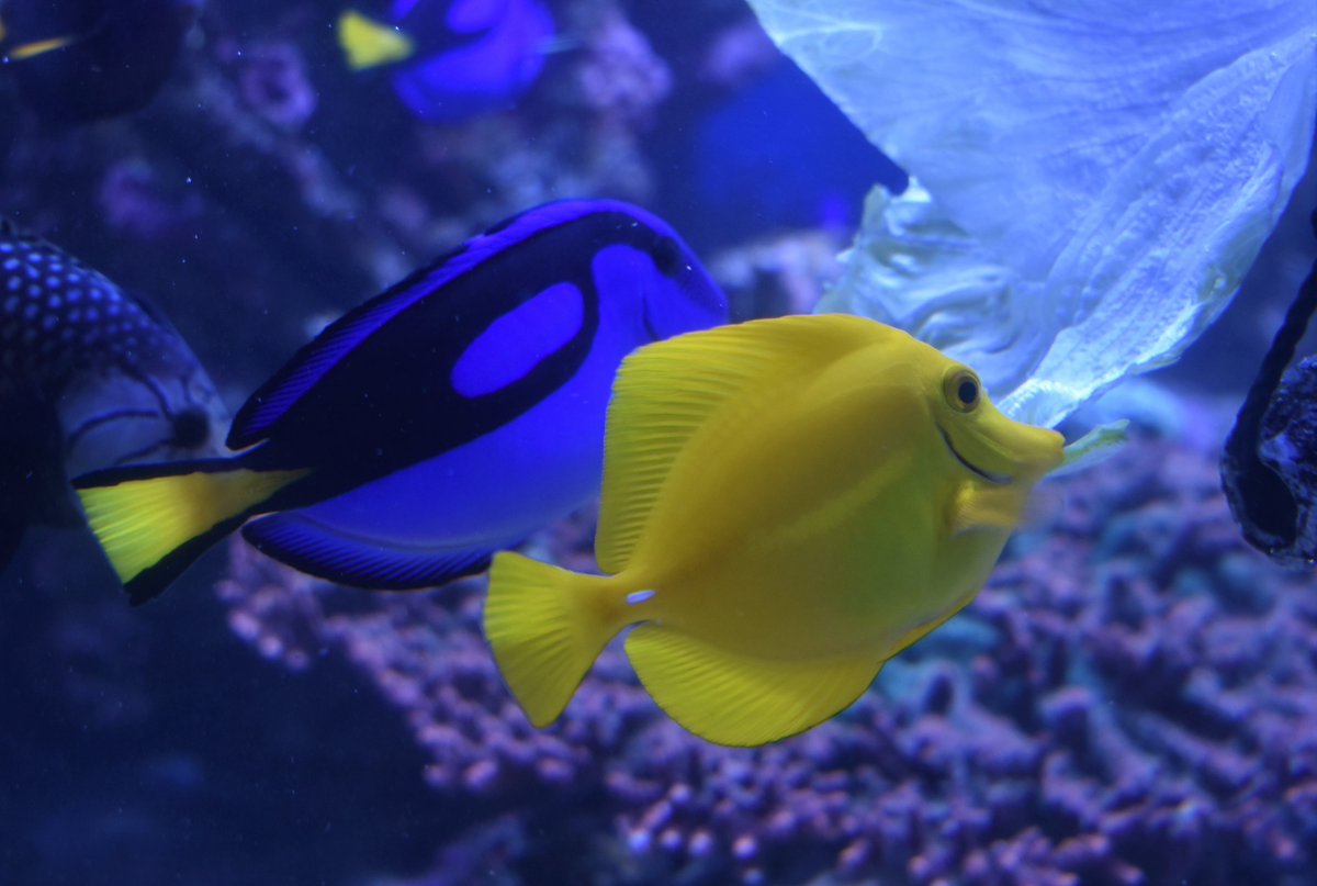 ナンヨウハギ ナンヨウハギ