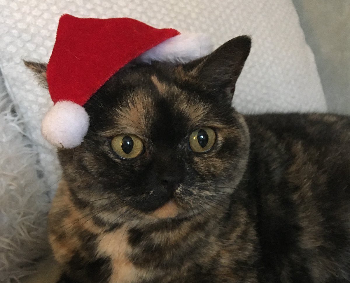 Fundraising is important for all Charities and we want to say a big thank you <a href="/Localgiving/">Localgiving</a> for helping us to raise vital funds this year - Merry Christmas from all the team at East Sussex Hearing! 🎅🎅🎄🎅🎅 #bsl #deaf #hearing