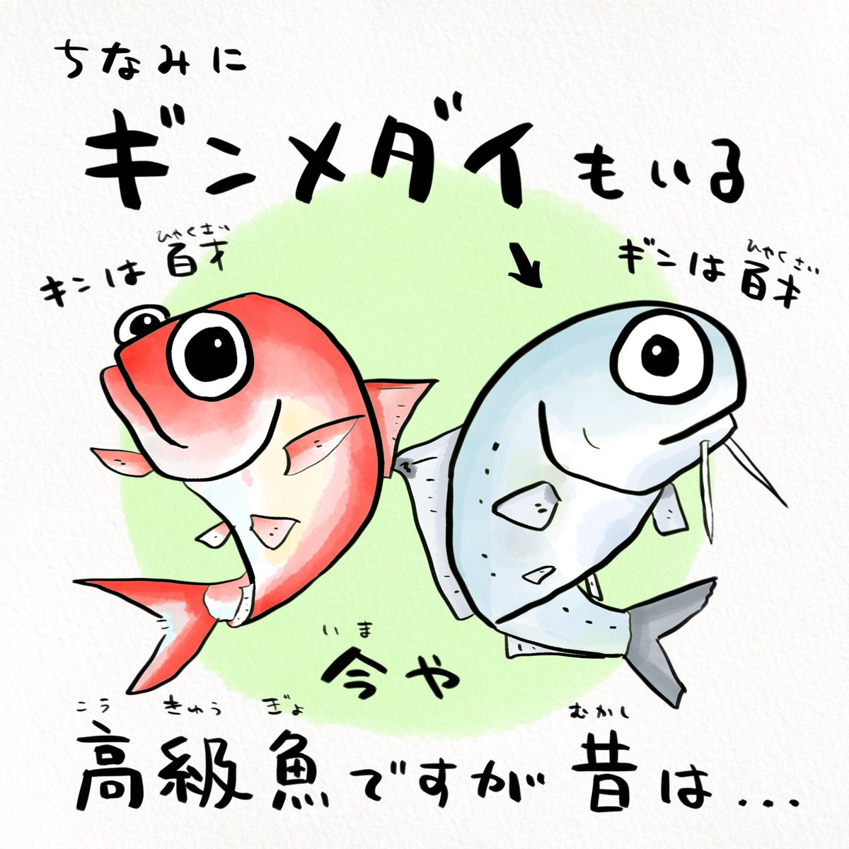 高級魚のキンメダイ、タイじゃない。
ちなみにギンメダイもいる。 