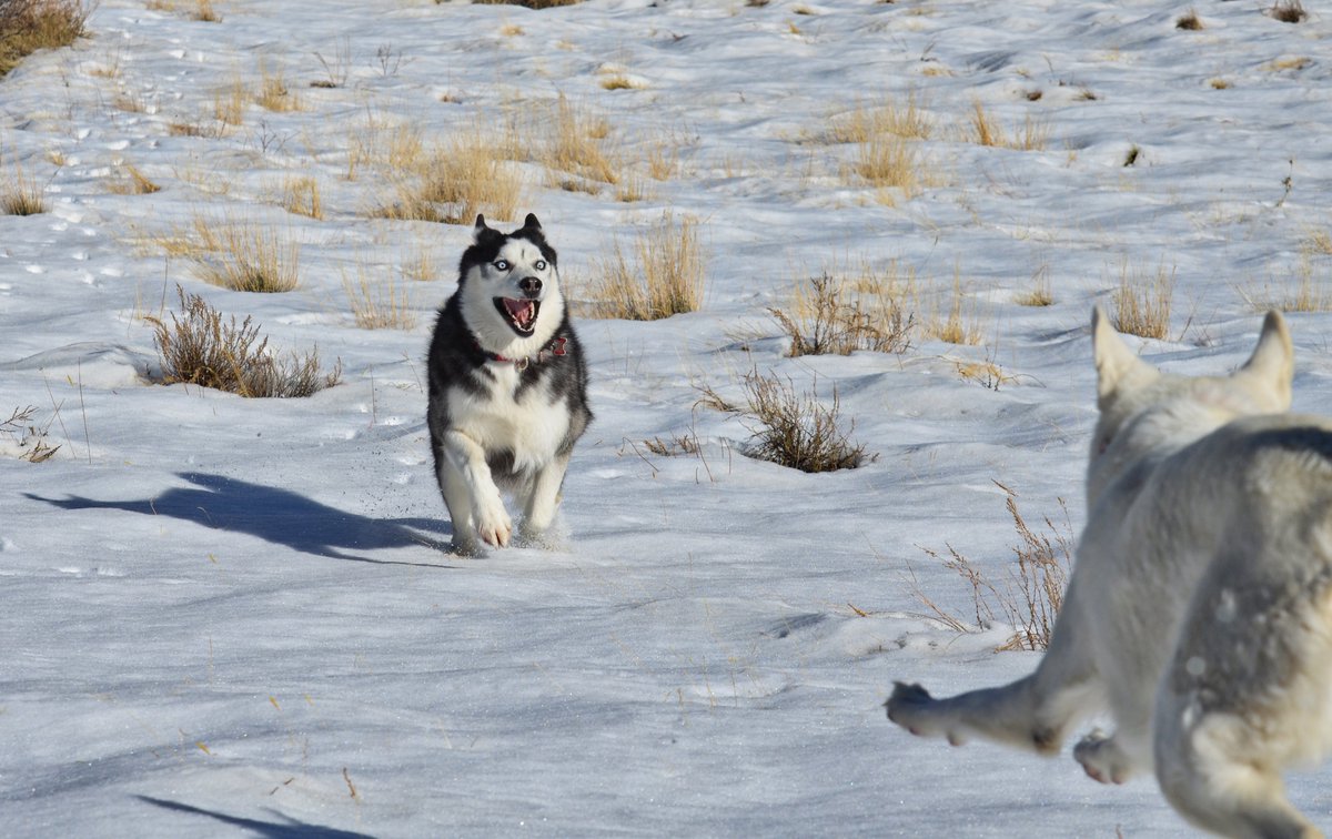 khumbusibe's tweet photo. Some fun pictures from last week in the snow. #dogs #dogsoftwitter #sierranevada #husky #andalucia https://t.co/n2pvYLBLTv