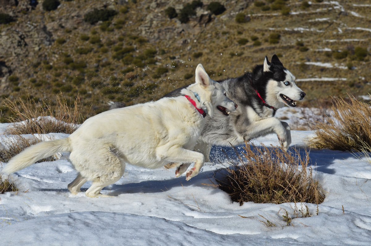 khumbusibe's tweet photo. Some fun pictures from last week in the snow. #dogs #dogsoftwitter #sierranevada #husky #andalucia https://t.co/n2pvYLBLTv