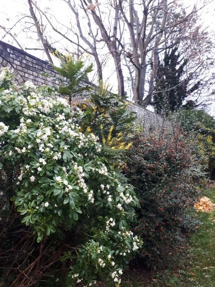 EmeryWalker_org's tweet photo. These winter blooms just around the corner from Hammersmith Terrace reminded us of Heather and Robin Tanner's book, "Woodland Plants", featuring some wonderful #etchings.
#RobinTanner
#HeatherTanner
#WoodlandPlants
#HolidayCountdown
#AdventCalendar
#MuseumfromHome
#Collection https://t.co/rhjF5mNtzU