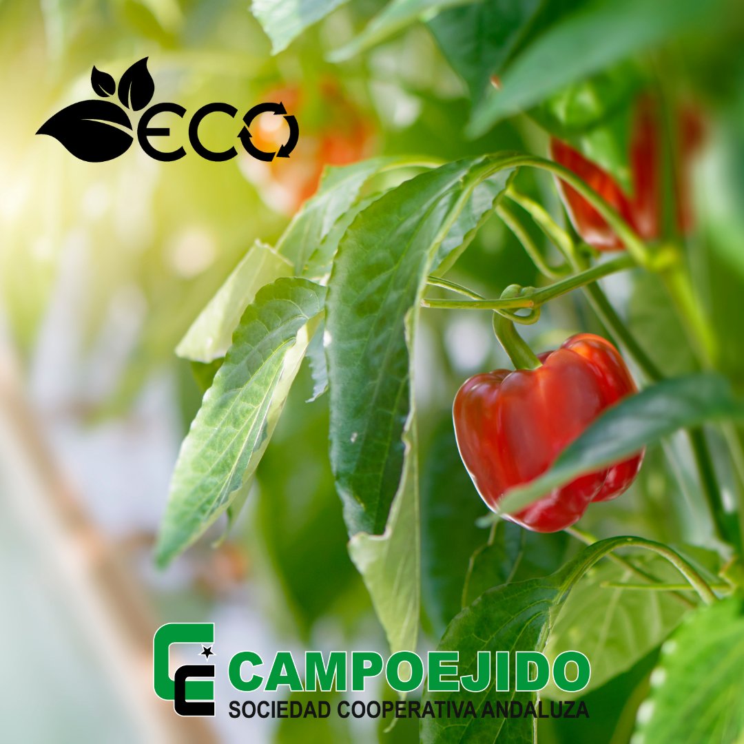 La #agriculturasostenible 🌱 ha de garantizar la seguridad alimentaria, promover ecosistemas saludables y apoyar la gestión responsable de la tierra, el agua 💦 y los recursos naturales.
#TuConfianzaesnuestraResponsabilidad
campoejido.es