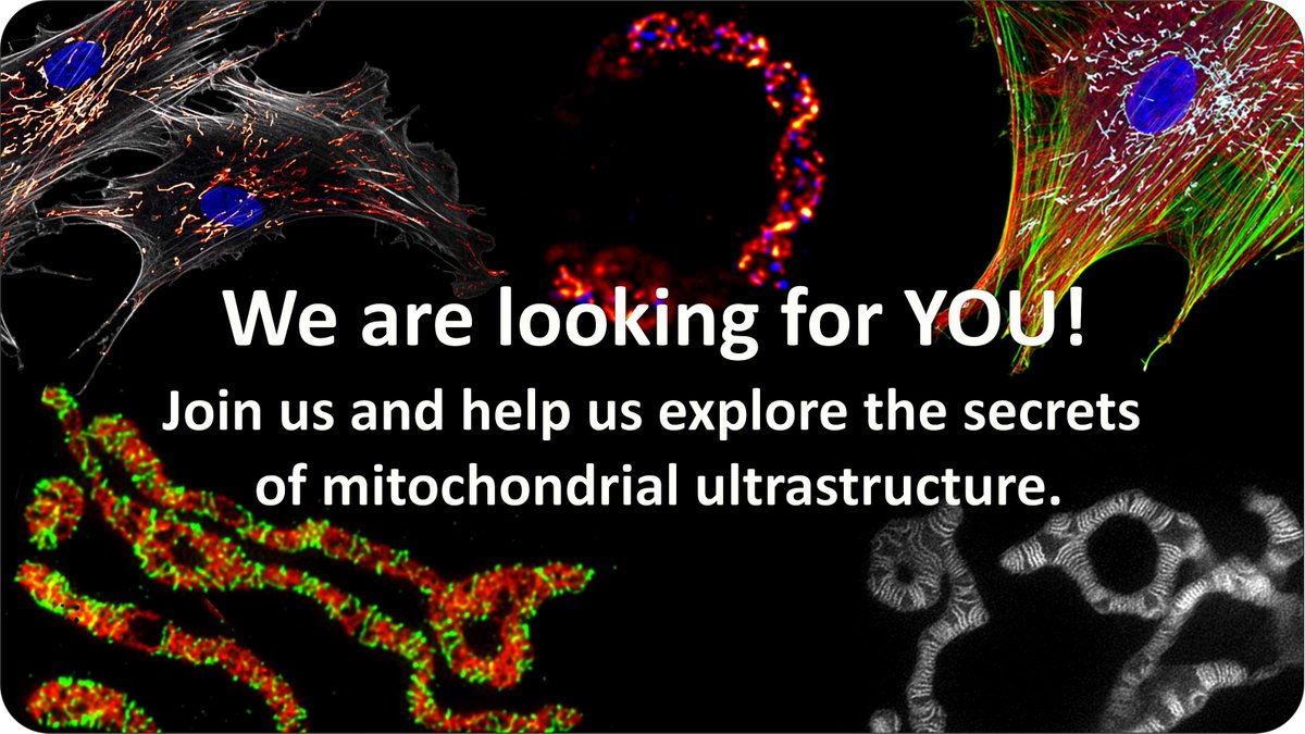 Do you like the mitochondria you can see in the image below? This could be YOU imaging them on our #STED or #MINFLUX microscope.
We have positions for #PhD-students and #PostDocs available. For more info see jakobs.mpibpc.mpg.de/open-positions/.