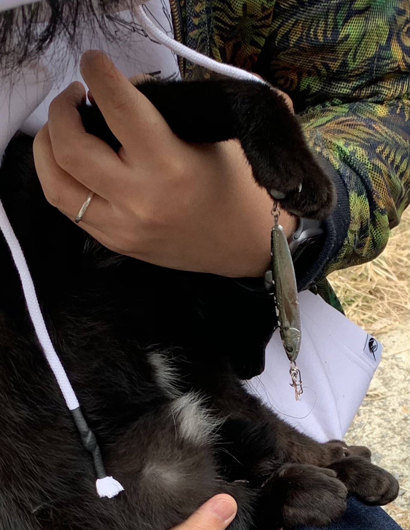 釣り針刺さった猫 Twitter Search Twitter