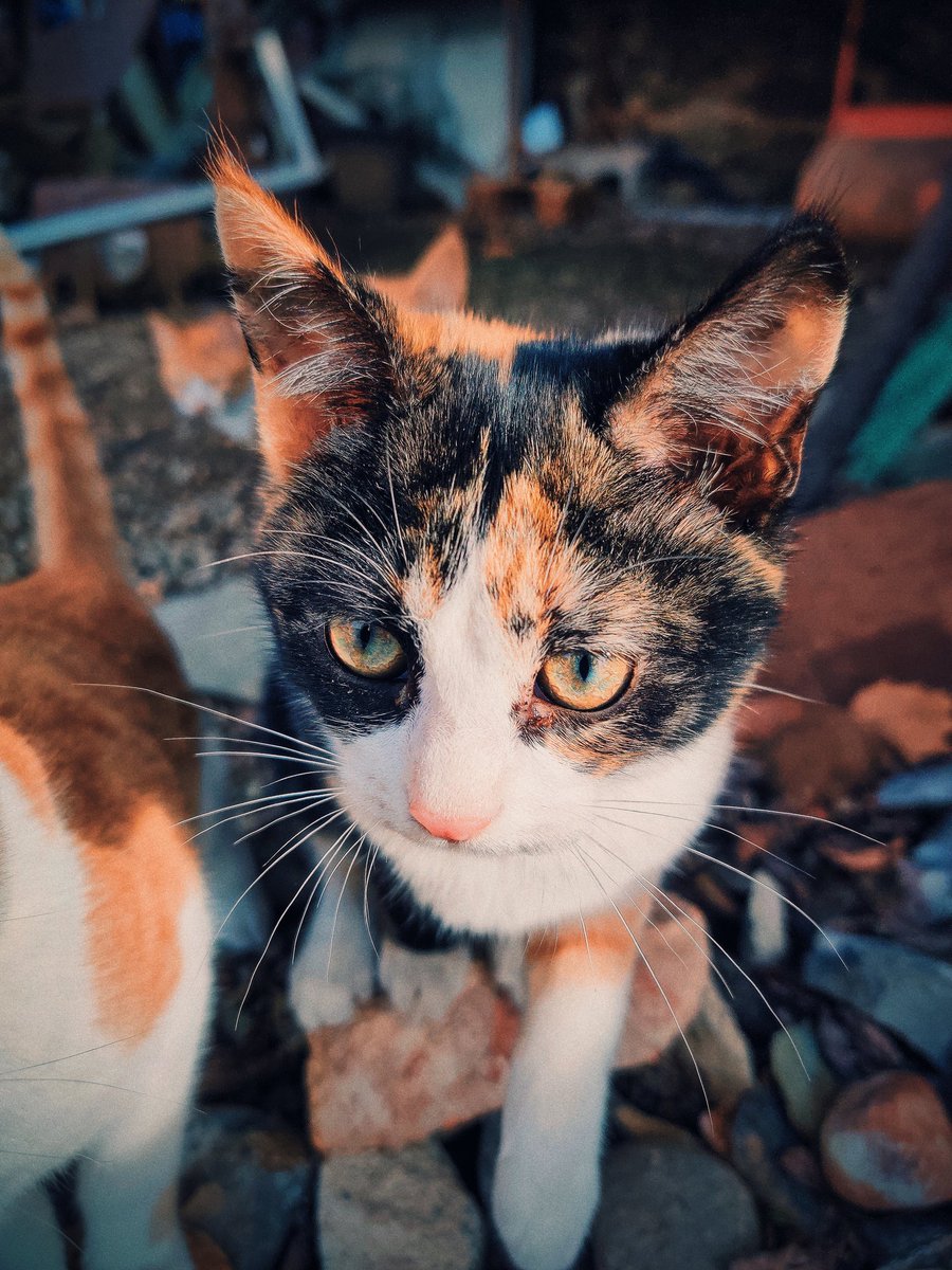 🕷️Gata Criminóloga🕷️ tweet media