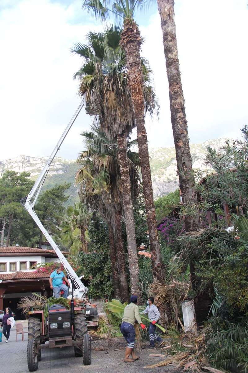 Belediyemiz Temizlik İşleri Müdürlüğü tarafından ağaç budama ve çevre temizlik çalışmaları devam etmektedir.
Daha temiz bir çevre için ekiplerimiz iş başında!
#EvdeKalUla