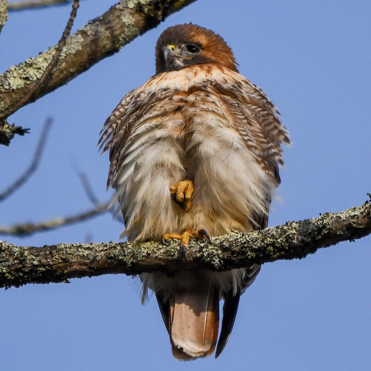 cneff's tweet photo. Immature red-tailed hawk snapping talons

#birding #birdwatching #birdofprey https://t.co/3oTD2TGBGr