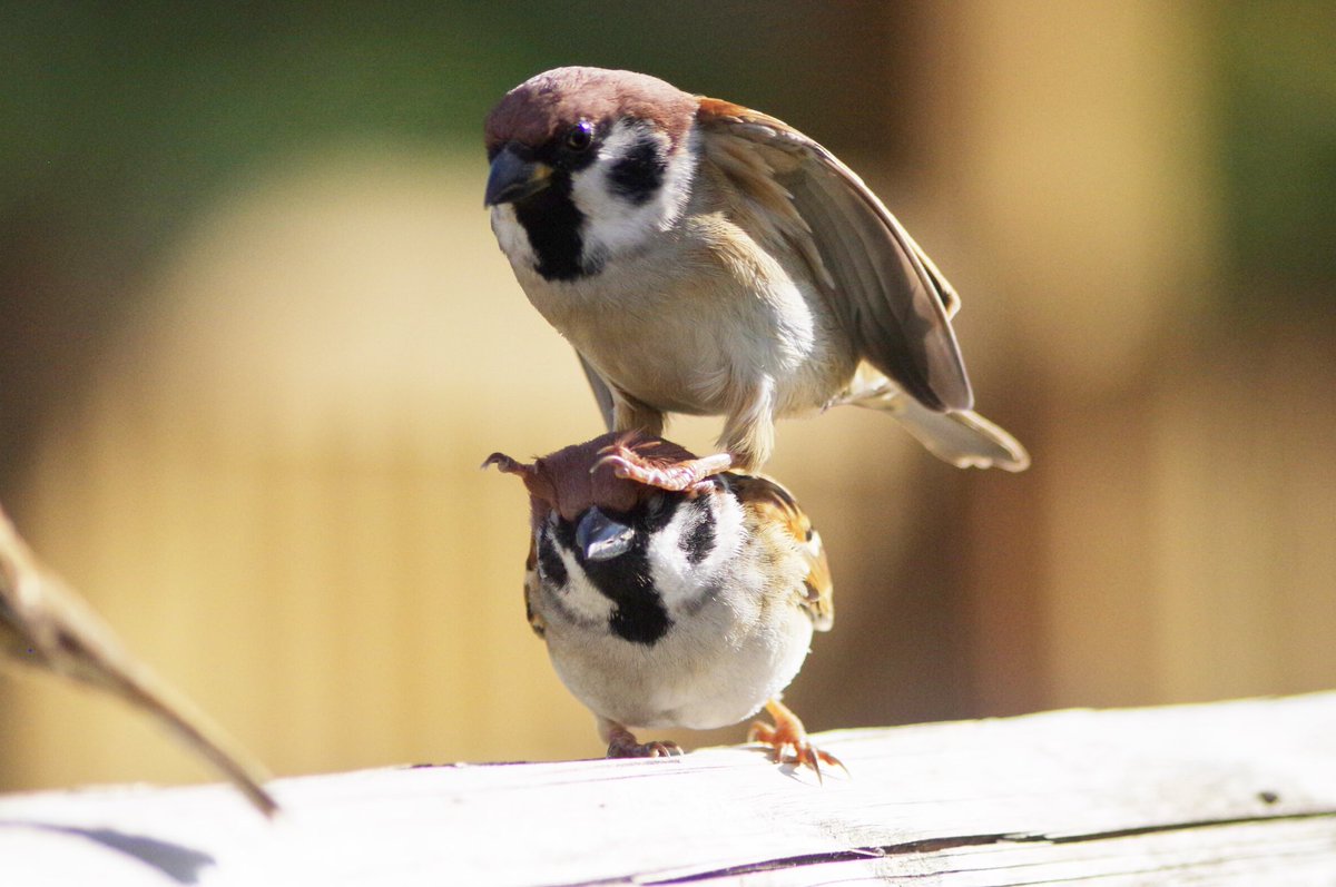 なんで乗る〜
#雀 #スズメ #すずめ #sparrow #鳥 #小鳥 #野鳥 #bird https://t.co/WNQ1bshc9E