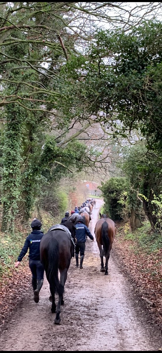 elon_li_x123's tweet photo. Hoping the future is bright with this bunch of 3yo’s @wgreatrexracing @1accountav #future #nicebunch https://t.co/pM3QZYPgoq
