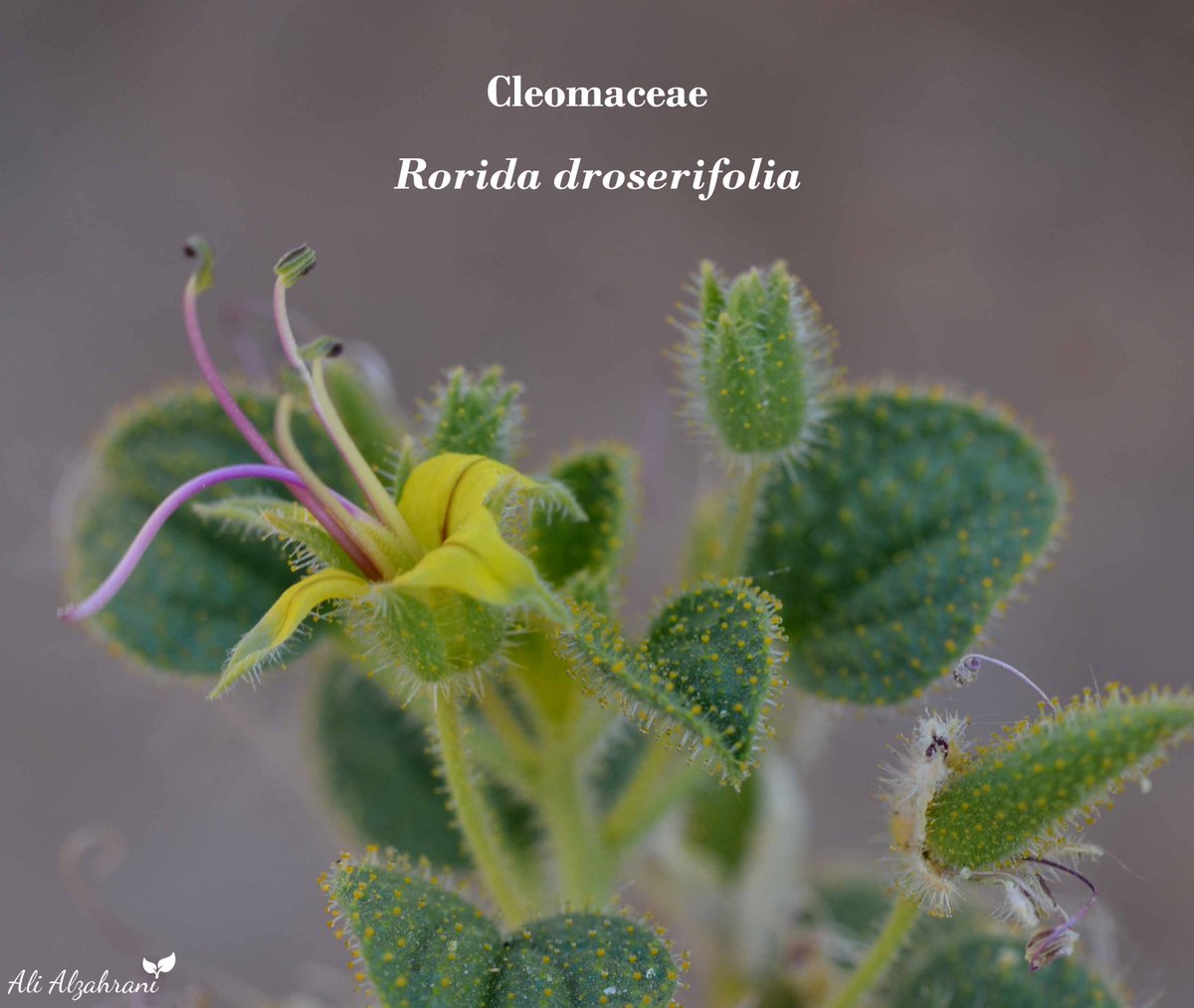 SaudiBotanist's tweet photo. #Flora_of_The_Arabian_Peninsula_and_Socotra 
#Flora_of_Saudi_Arabia
#Saudi_Biodiversity
#wildflower
#NearbyWild
#Cleomaceae
#Rorida
#تعرف_على_بيئتك
Rorida droserifolia https://t.co/ggDFgyVWup