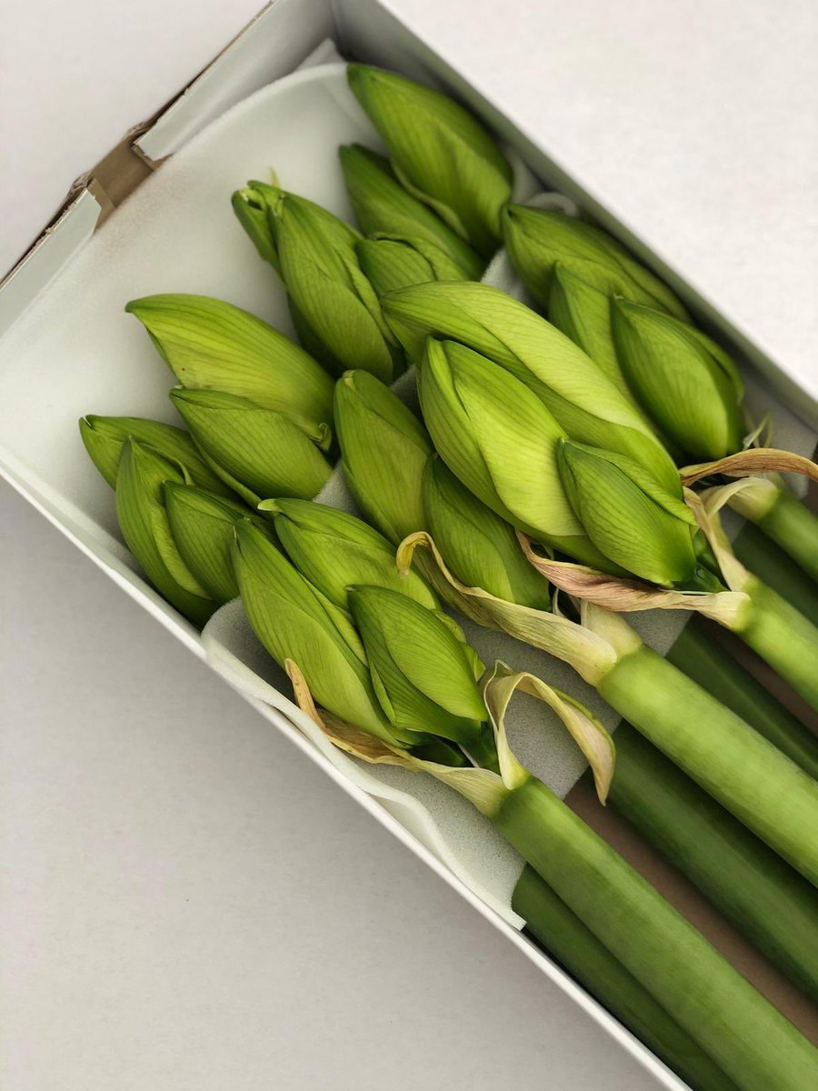 Morgen aan de klok op@floraholland Aalsmeer <a href="/Luushooyman/">@Luus RFH (klok)</a> hymalaya en Challenger x8!