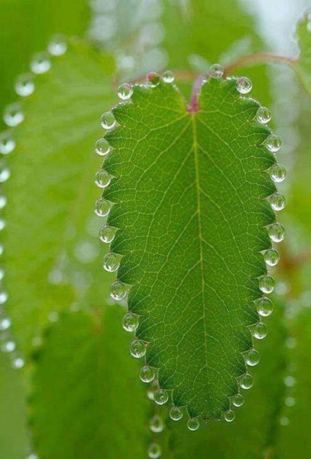 imgnaturaleza's tweet photo. Mira como las gotas de agua se quedan pegadas a estas hojas!! 💦🍃😮 https://t.co/MbNen2J2uJ