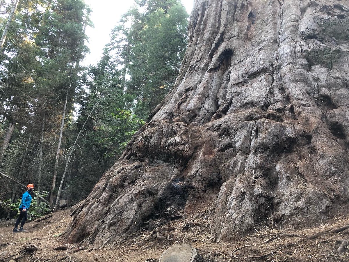 These are the species that attract crowds from around the world. They are the ones with national parks named in their honor. What they have in common, mostly, is an ability to stand there and elicit a reaction -- a gasp, a giggle. Enchantment is both scientific and spiritual. 2/