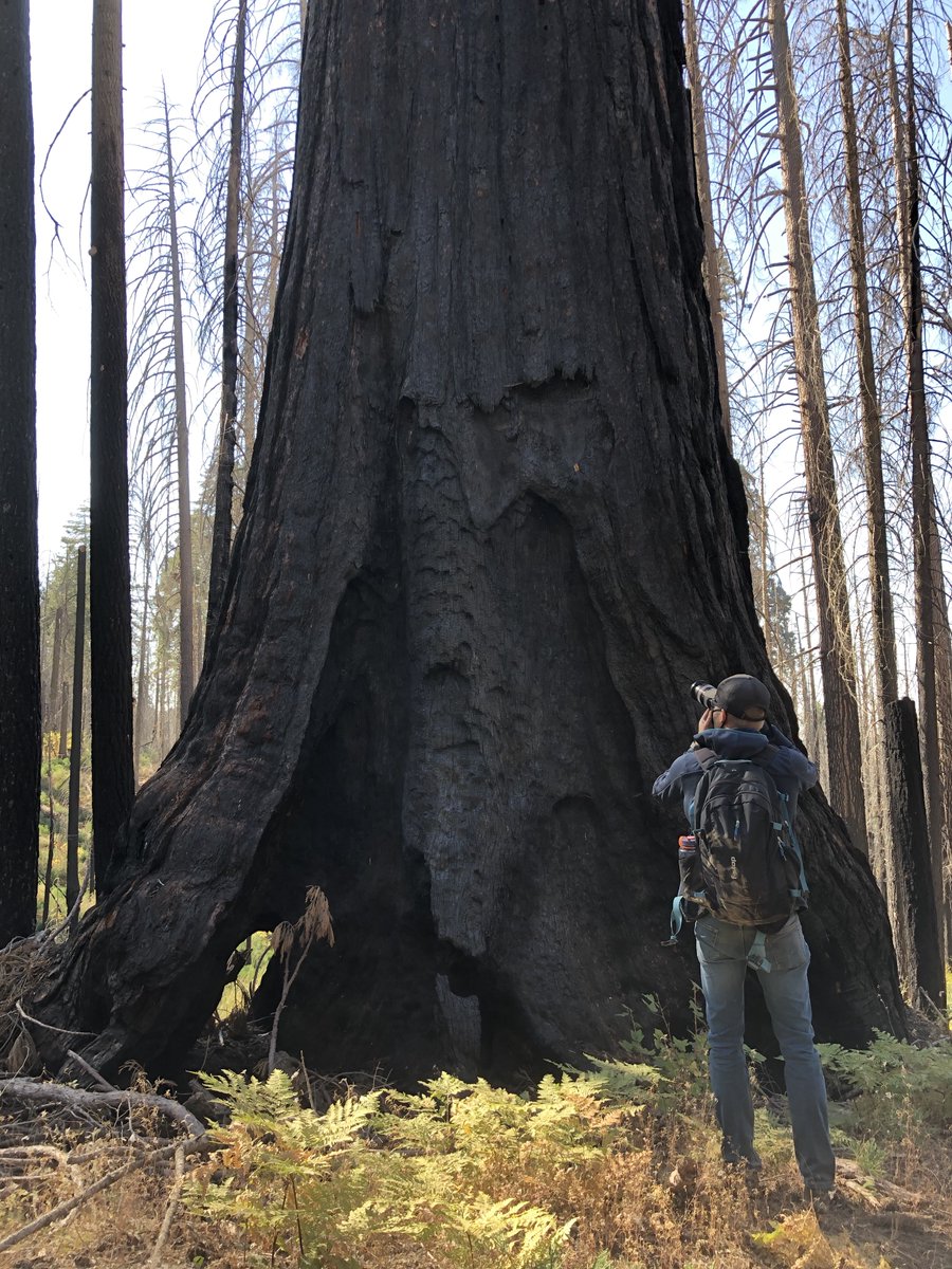 But 2020's fires destroyed many old-growth redwoods, thousands of ancient sequoias, a million Joshua trees. Photographer Max Whittaker and I traveled into the most severe burns with experts. Climate change has been a growing concern for years; 2020 was an exclamation point. 3/