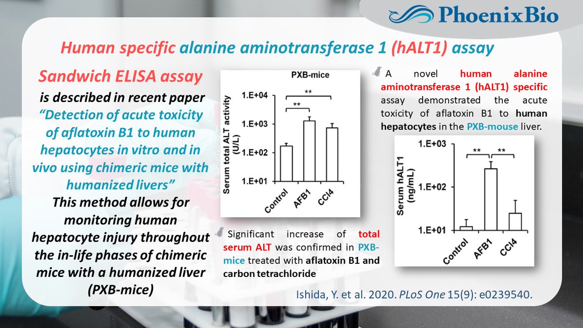 A novel human alanine aminotransferase 1 (hALT1) specific enzyme-linked immunosorbent assay (ELISA) is developed by PhoenixBio. The method is a valuable tool in #toxicity studies with humanized liver mice. #drugdevelopment #drugdiscovery
