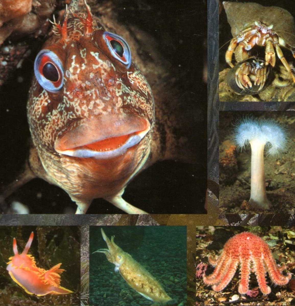 Members were treated to another fantastic presentation this morning from Marine Biologist and photographer Paul Naylor - amazing facts and photos of Sea snails, Cuttlefish and Crabs to name a few before finishing with the fabulous Tompot blenny 😊🐚🦑🦀🐟 marinephoto.co.uk