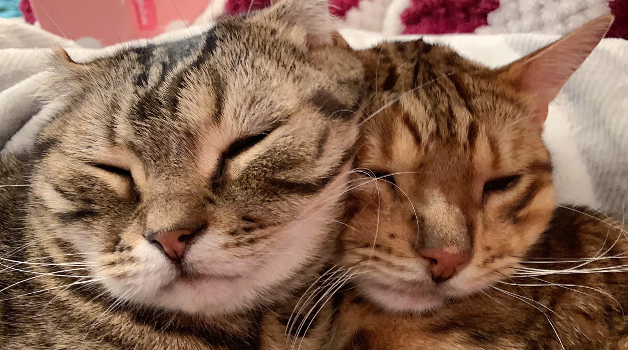 W W むぎゅー Docteur Wading Fr