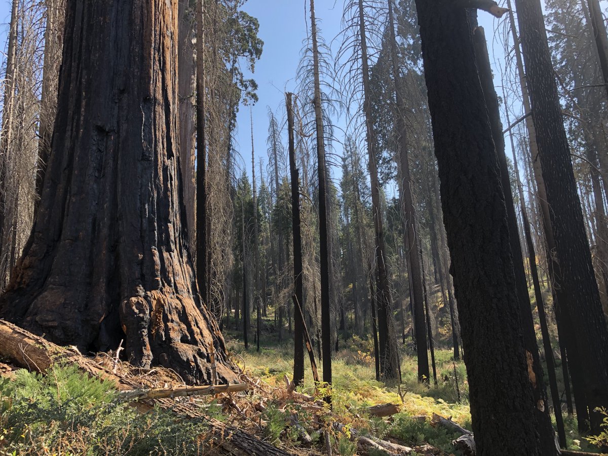 In the Sierra Nevada, sequoias, the world's biggest trees, can live almost forever. Today's massive fires change the equation. A third of the remaining habitat burned just this year. “They are literally irreplaceable," a scientist said. "Unless you have 2,000 years to wait.” 5/