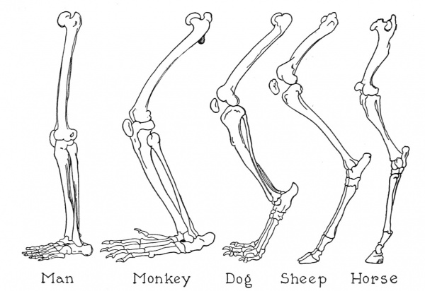 Most domesticated animals that walk on all fours have hind legs and feet are configured very differently than ours.