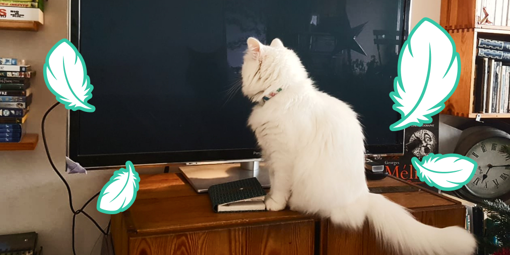 Parole De Chat Faireset Twitter Parole De Chat Faireset Twitter