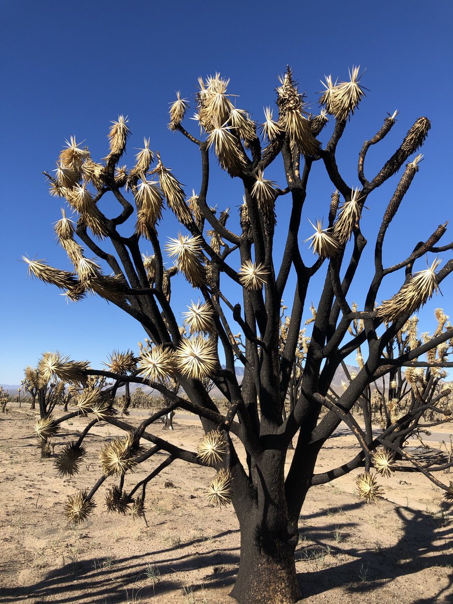 Take the Joshua tree, the kooky star of the Mojave. We don't always think of wildfires rampaging across the desert, but we do now. In two days, the densest stand lost an estimated 1.3 million Joshua trees in wind-fueled firenados. Dead skeletons stretch to the horizon. 4/