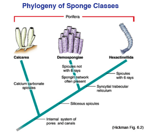 The phylum Porifera (sponges; “pore bearing) is divided into three classes, Hexactinellida, Demospongiae, and Calcarea. Calcarea 2/n