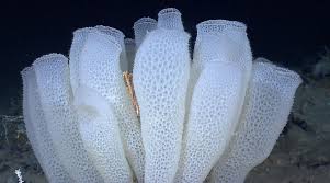 The Hexactinellids (glass sponges) of which I will focus on, are predominately a deep sea group. They are the oldest of the groups originating about 585-720 million years ago during the Snowball Earth period. 3/n