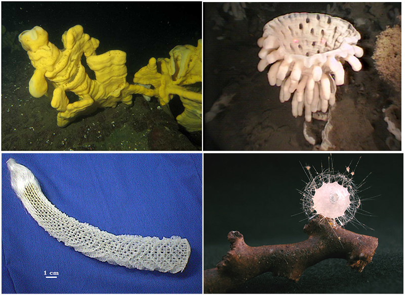 I mention this because, in the deep sea the higher concentrations of of silica/silicon allow for formation of larger sponges (i.e. if you are a sponge the deep sea is a good life). 7/n