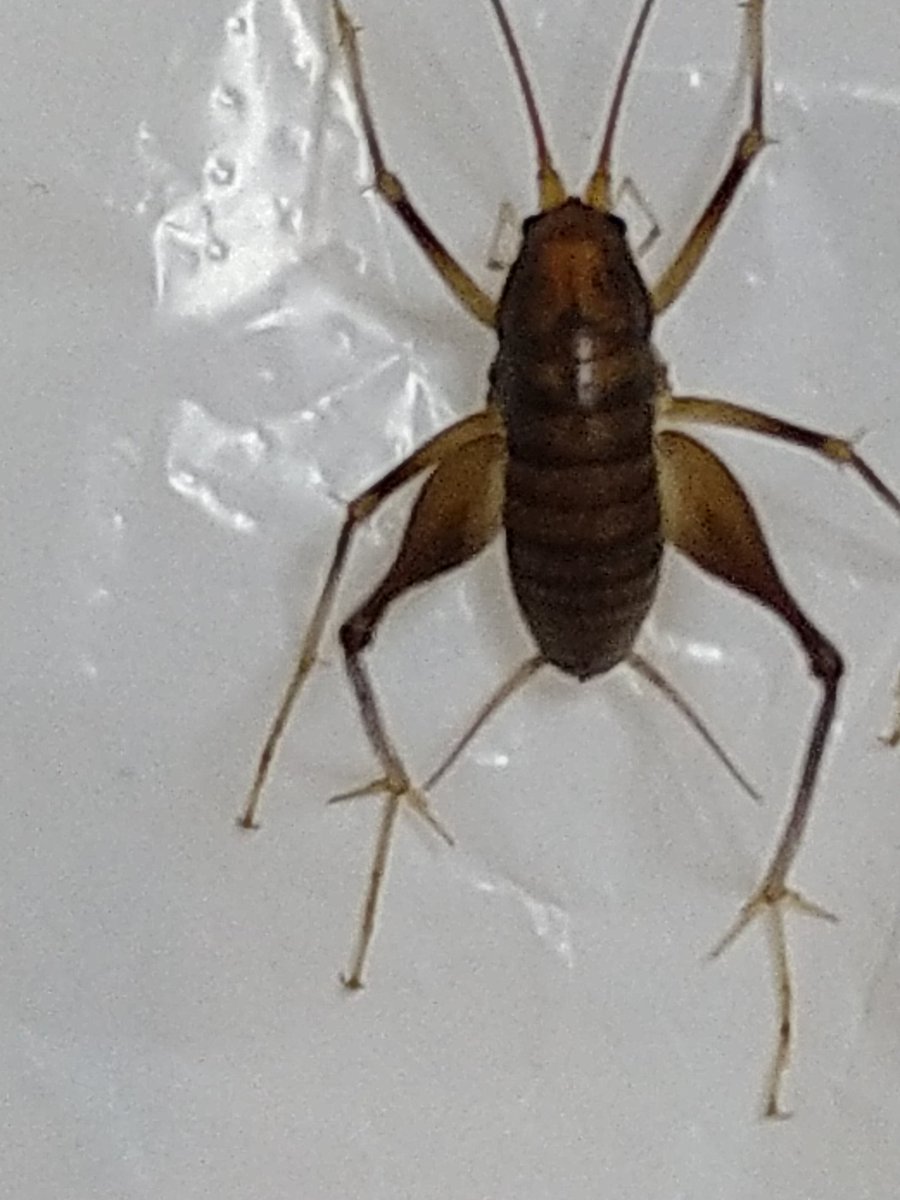 カマドウマ 虫画像注意 昆虫 節足動物 民家に出没する虫 撮影者bl 4 セルフまとめ Togetter カマドウマ 虫画像注意 昆虫 節足動物 民家に出没する虫 撮影者bl 4 セルフまとめ Togetter