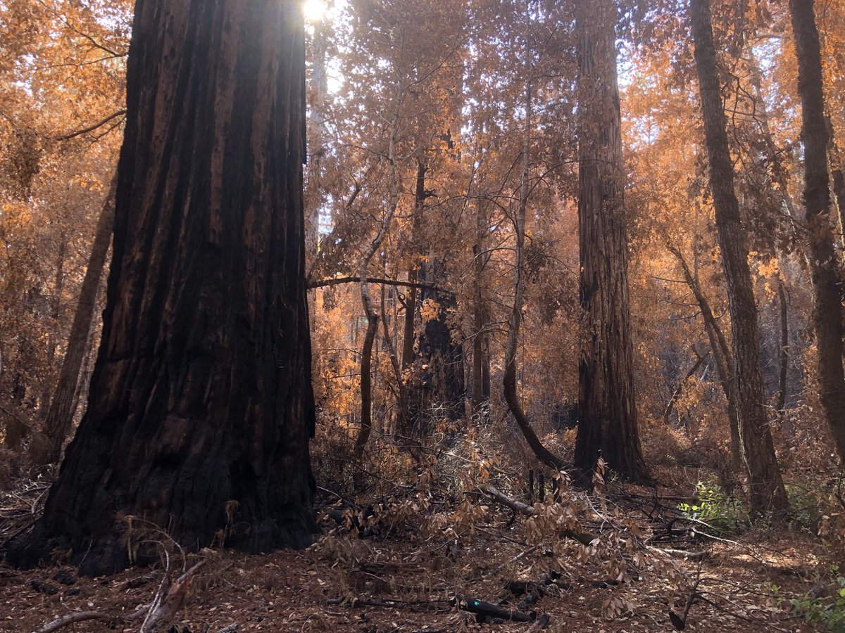 Coast redwoods, the world's tallest trees, were butchered by humans for years, and only 5 percent of old-growth forests remain. New redwoods regenerate better than the other two species, but 2020 wiped out lots of the old ones, discoloring once-lush forests. 6/