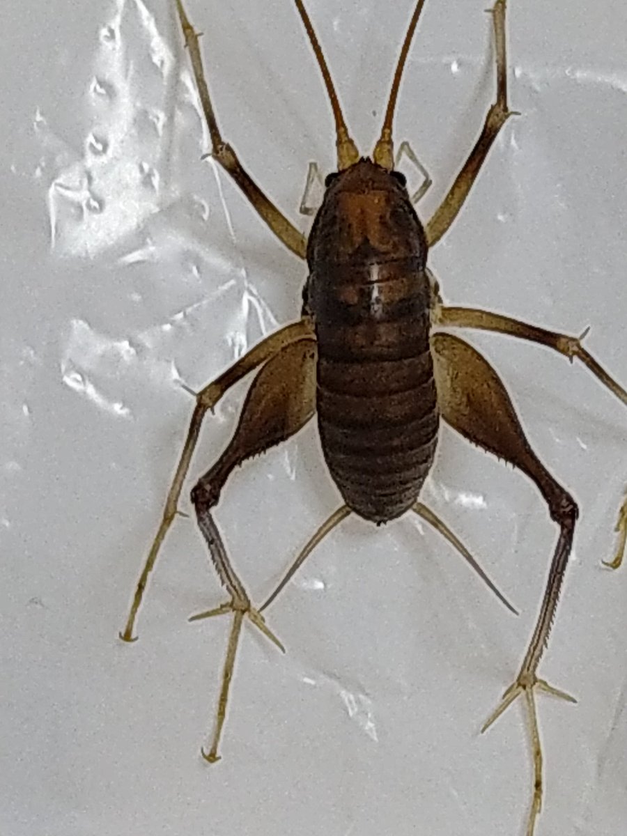 カマドウマ 虫画像注意 昆虫 節足動物 民家に出没する虫 撮影者ｂｌ ４ セルフまとめ Togetter