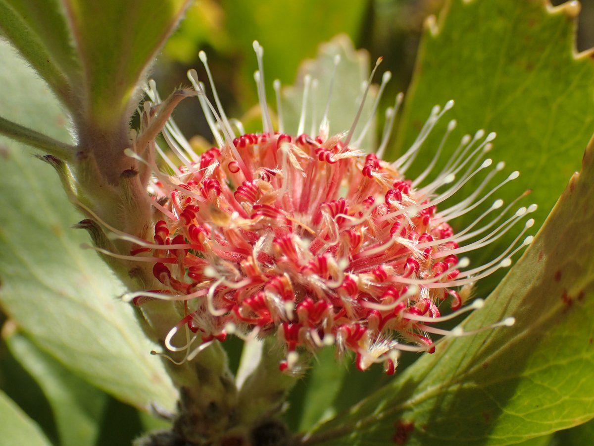 Robbie Blackhall-Miles tweet media