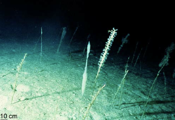 Within the Hexactinellids, one deep-sea species produces spicules over 3m (9.8ft) in length, making them the largest biosilica structures on earth. 8/n