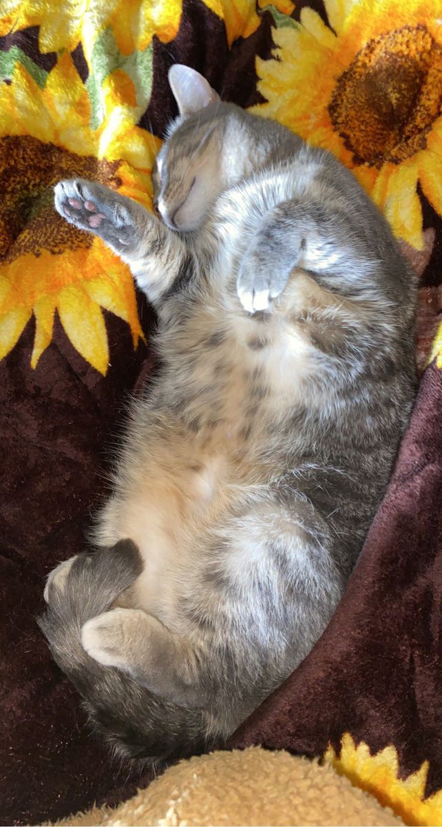 GoodsteinSaskia's tweet photo. Sheโs been so sweet and the best cat ๐ฅฐ๐ป๐งก #Militarygf #navygf #milso #Catwoman #CatsOfTwitter https://t.co/hwZg5xuUbL