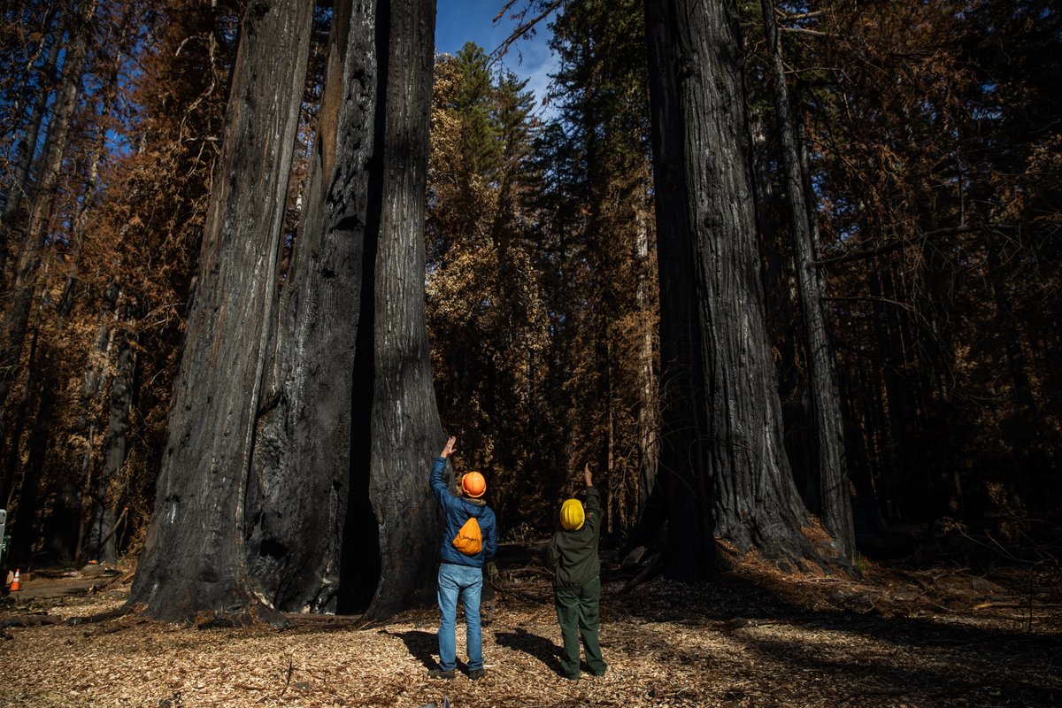 My thanks to my stellar  @nytimes friends and colleagues for giving this story love and space. Thanks to all scientists who shared their time, expertise and emotion. And thanks to readers willing to tag along to these incredible corners of California. 8/