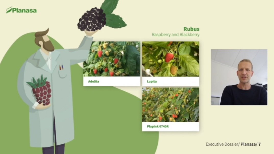 planasa_group's tweet photo. Jorrit de Vries, Head of Bussines Development Northern, talking about the latest developments in the breeding of new #raspberry varieties. 

#GlobalBerryCongressLIVE2020
#BerryCongress
@FruitnetLive 
@berrycongress https://t.co/QTV2AVWkiW