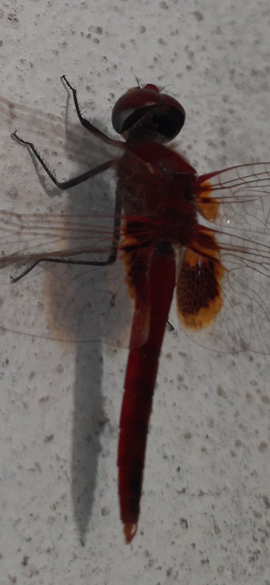 PinkyV18's tweet photo. ๐ love this red colored dragonfly. #Unique #PrettyImpressive
Come again dear๐ https://t.co/vz0PJrdbDc