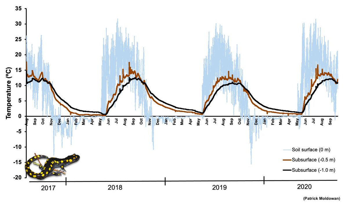 Algonquin Wildlife Research Station tweet media