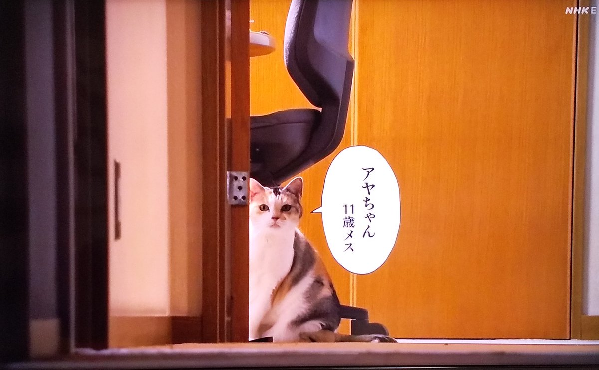 #漫勉neo #惣領冬実 
そして今回も
猫にフォーカス 