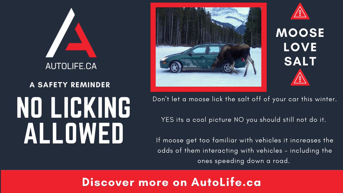 AutoLifeCA's tweet photo. You’ve heard the story “if you give a moose a muffin” but have you heard what happens when a moose licks your car? Spoiler it is not good – Don’t let a moose lick the salt off of your car Discover more on AutoLife: https://t.co/KVPh3t67Q5 https://t.co/KnP7bBMsiQ
